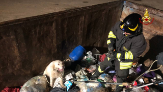 Cane incastrato in un container di rifiuti, salvato dai vigili del fuoco: rischiava di soffocare
