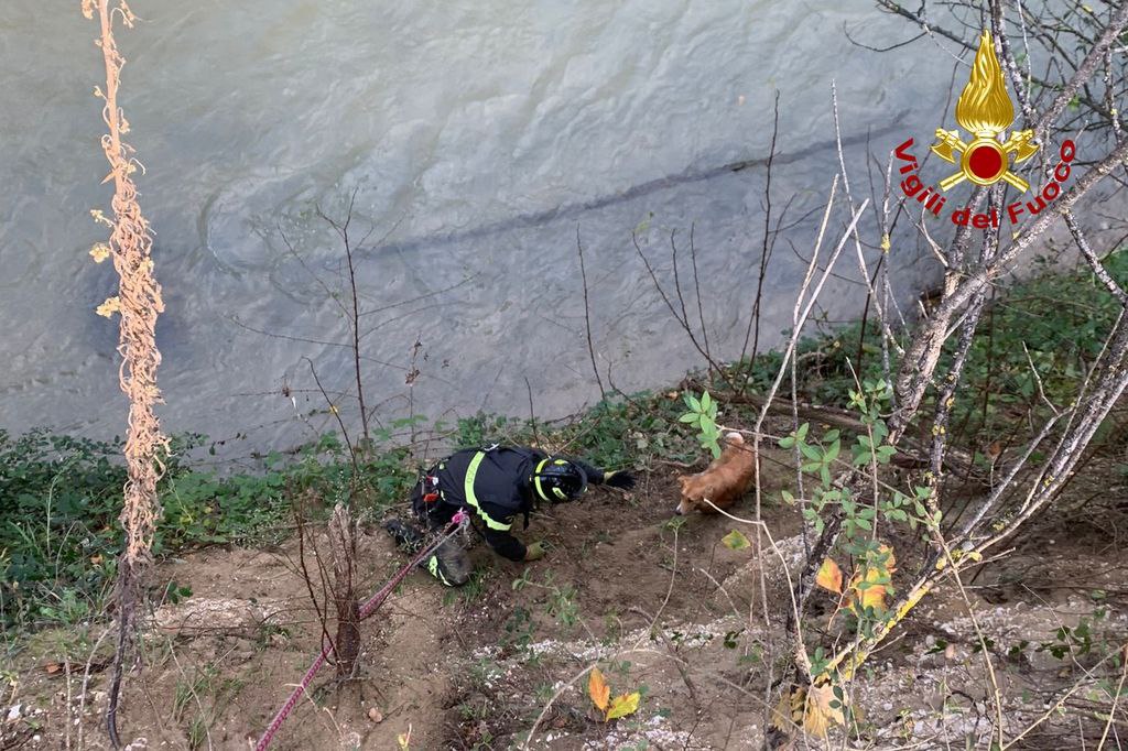 Pollenza - Cane cade in dirupo, salvato dai vigili del fuoco