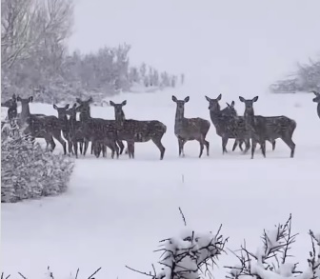 Majella imbiancata dalla neve, la meraviglia dei cervi che corrono nei boschi