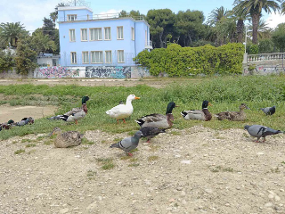 San Benedetto del Tronto - Torrente Albula, rubate 14 uova di anatra