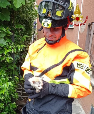 Gattino precipita in un pozzo a Caldarola, salvato dai vigili del fuoco