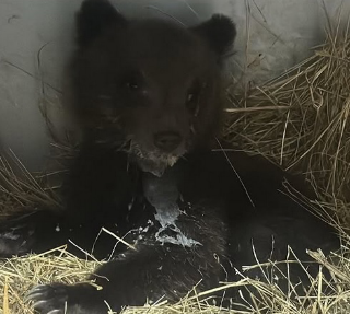 Orsetta senza mamma orsa, forse non è stata abbandonata
