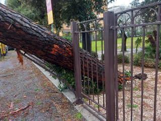 Pesaro - Pino del Parco Molaroni crolla sulla strada e finisce nel cortile di un albergo