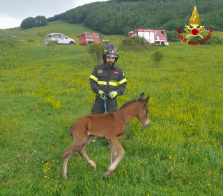 Cagli – Puledro scivola in un fossato, recuperato dai vigili del fuoco