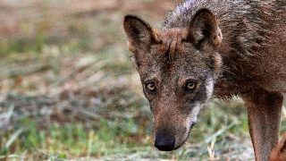 Recanati - Morto il lupo scambiato per un cane e catturato per sbaglio