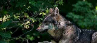 Cucciolo di lupo investito resta per ore in acque freddissime