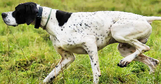 Choc nel Chietino, lega il cane all’auto e lo trascina per metri: denunciato