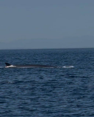 Avvistamento a sorpresa a Pasquetta: balenottera al largo della costa dorica
