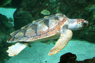 Tartaruga Caretta caretta recuperata lungo il litorale di Grottammare
