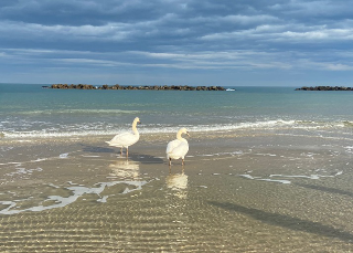 Due cigni si riposano nelle acque di San Benedetto del Tronto