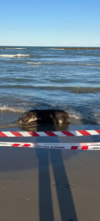 Cinghiale spiaggiato a San Benedetto, arriva il Cras per il recupero
