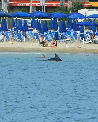 Civitanova Marche - Per il delfino Osvaldo ultimo bagno prima dell’allerta meteo