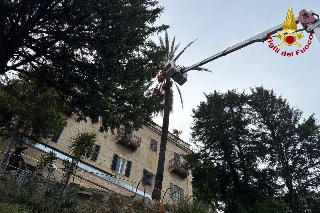 San Benedetto - Palma pericolante, intervento dei vigili del fuoco al Paese Alto