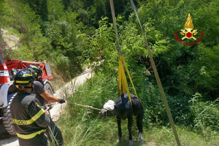 Urbino - Vitellino finisce nel fosso, i vigili del fuoco lo salvano
