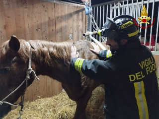 Cavalla in difficoltà soccorsa dai Vigili del fuoco  