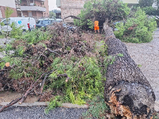 Senigallia – Pino alto dieci metri precipita in strada sopra due auto