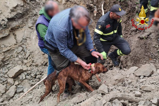 Due cani intrappolati nella tana di un istrice, trovati grazie al collare saltellitare