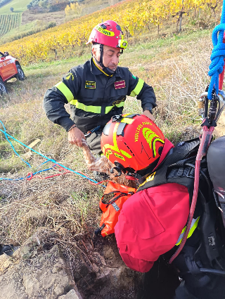 Controguerra – Cane da caccia cade in un pozzo, salvato dai vigili del fuoco