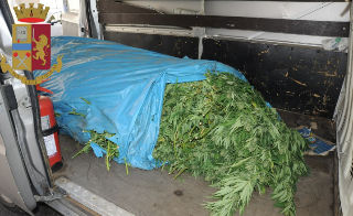 Blitz antidroga: maxi sequestro da 51 chili di hashish, tra le città coinvolte anche Macerata