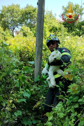 Ancona - Cagnolino incastrato tra i rovi, salvato dai vigili del fuoco di Varano