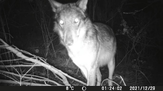 Avvistamenti di lupi ad Ancona, il Comune: "Tenere cani al guinzaglio"