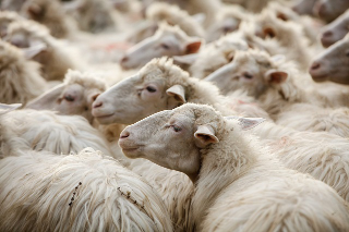 Blue tongue, via agli indennizzi: la Regione Abruzzo apre il bando per gli allevatori