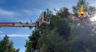 Acquaviva Picena - Sicurezza strade: rimossi due alberi pericolanti  