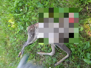 Matelica - Capriolo decapitato vicino casa di un delegato Lac: “Atto di intimidazione”