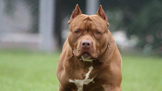 Aggredita da un pitbull all’Aquila, muore dopo 8 mesi