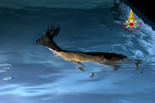 Capriolo si tuffa in piscina e non riesce a risalire: salvataggio a Mogliano