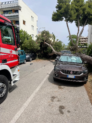 Martinsicuro - Albero cade su due auto a Villa Rosa