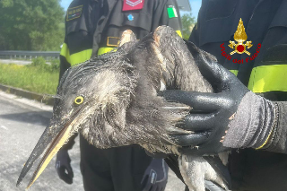 Vigili del fuoco salvano airone caduto dal nido