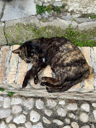 Grottammare -  Decana, la gatta più vecchia del paese sbranata da un Rottweiler