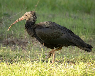 Pescara - Ibis ferito a fucilate, è una specie a rischio estinzione
