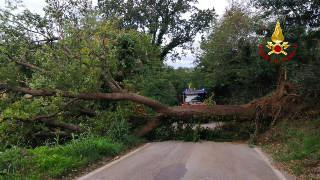 Ancona, quercia caduta blocca strada: intervengono i vigili del fuoco