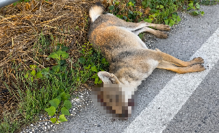 Lupo investito e ucciso sulla Statale 150, forse stava cacciando alcuni cinghiali