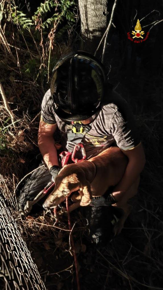 Fermo - Tre cani in difficoltà salvati dai vigili del fuoco tra Campofilone e Petritoli