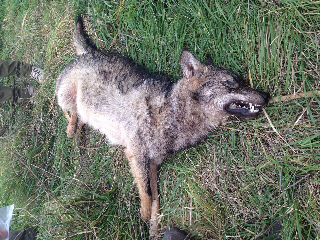 Pescasseroli – Lupi uccisi in Abruzzo, interpellanza al ministro Pichetto Fratin