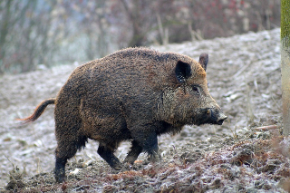 Cacciatore azzannato da un cinghiale nei boschi di Acquasanta Terme