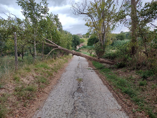 Nubifragio ad Ancona, albero caduto e chiuso il sottopasso di Vallemiano fino a domani