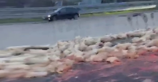 Strage di polli in A14, tir perde carico: code tra Pesaro e Riccione