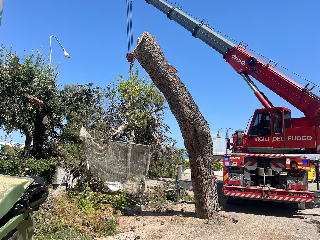 Giulianova - Albero caduto in strada, intervento dei vigili del fuoco