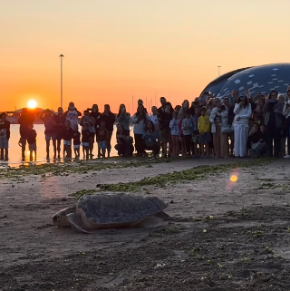 Pesaro - La tartaruga “Ulisse” ha ripreso il mare all’alba