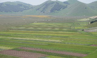 Castelluccio - Da domenica stop ad auto e camper: bus navetta per la fioritura