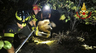 Cane nella scarpata a Fermo, gattino bloccato in un pozzetto: due salvataggi dei pompieri