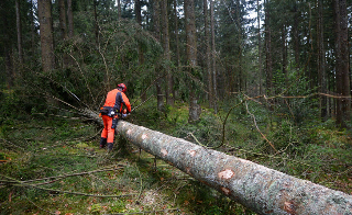 Rotella - Morto boscaiolo, colpito in testa da un albero che stava tagliando