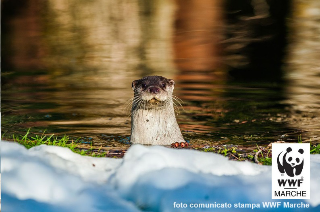 Il Wwf: “Dopo 40 anni una lontra nel bacino del Tronto”