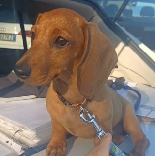 Cupra Marittima - Cucciolo di bassotto trovato sulla ciclabile, appello per trovare la famiglia