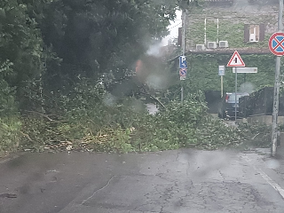 Pesaro - Vento forte, alberi caduti in zona mare e a Trebbiantico