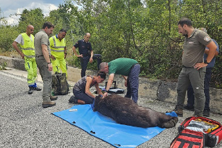 Avezzano - Trovato morto l'orso  marsicano investito in superstrada